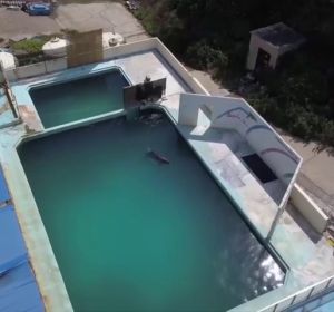 Las indignantes imágenes de un delfín abandonado en un acuario cerrado en Japón Las indignantes imágenes de un delfín abandonado en un acuario cerrado en Japón