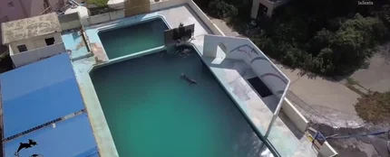 Las indignantes imágenes de un delfín abandonado en un acuario cerrado en Japón Las indignantes imágenes de un delfín abandonado en un acuario cerrado en Japón