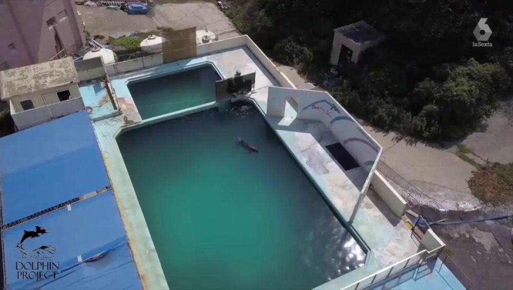 Las indignantes imágenes de un delfín abandonado en un acuario cerrado en Japón