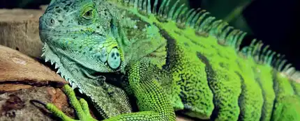 Foto de archivo de una iguana Foto de archivo de una iguana