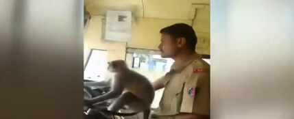 Suspenden a un conductor de autobús por dejar conducir a un mono