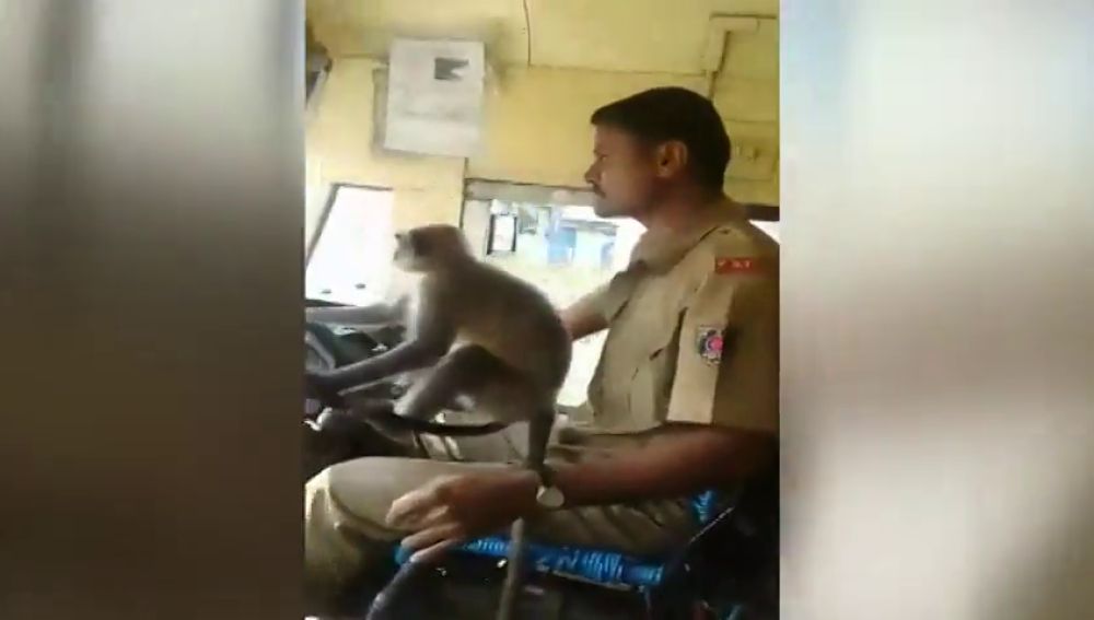 Suspenden a un conductor de autobús por dejar conducir a un mono