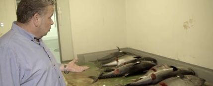 &quot;La higiene es de vergüenza&quot;: Alberto Chicote se cuela en la nave ilegal de uno de los principales distribuidores de atún rojo del país