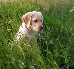Imagen de un labrador Imagen de un labrador