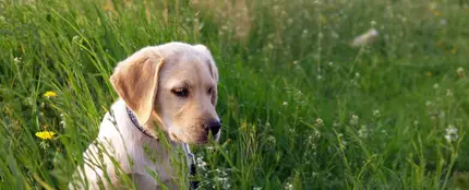 Imagen de un labrador Imagen de un labrador