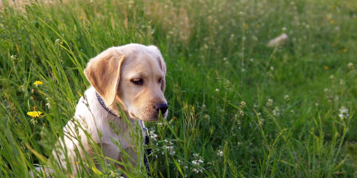 Imagen de un labrador
