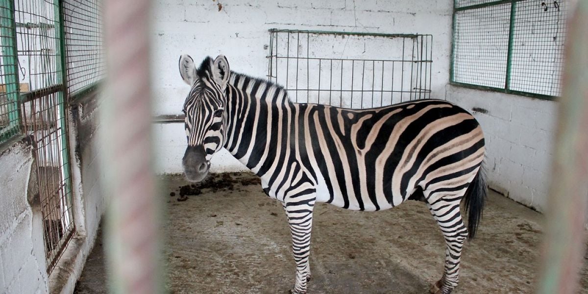 Imagen de la cebra rescatada de un zoo en la localidad albanesa de Fier
