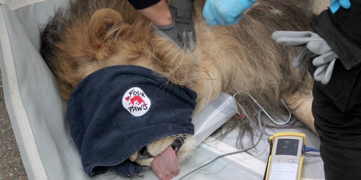 Imagen del león rescatado de un zoológico de Albania