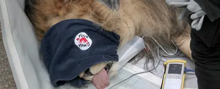 Imagen del león rescatado de un zoológico de Albania Imagen del león rescatado de un zoológico de Albania
