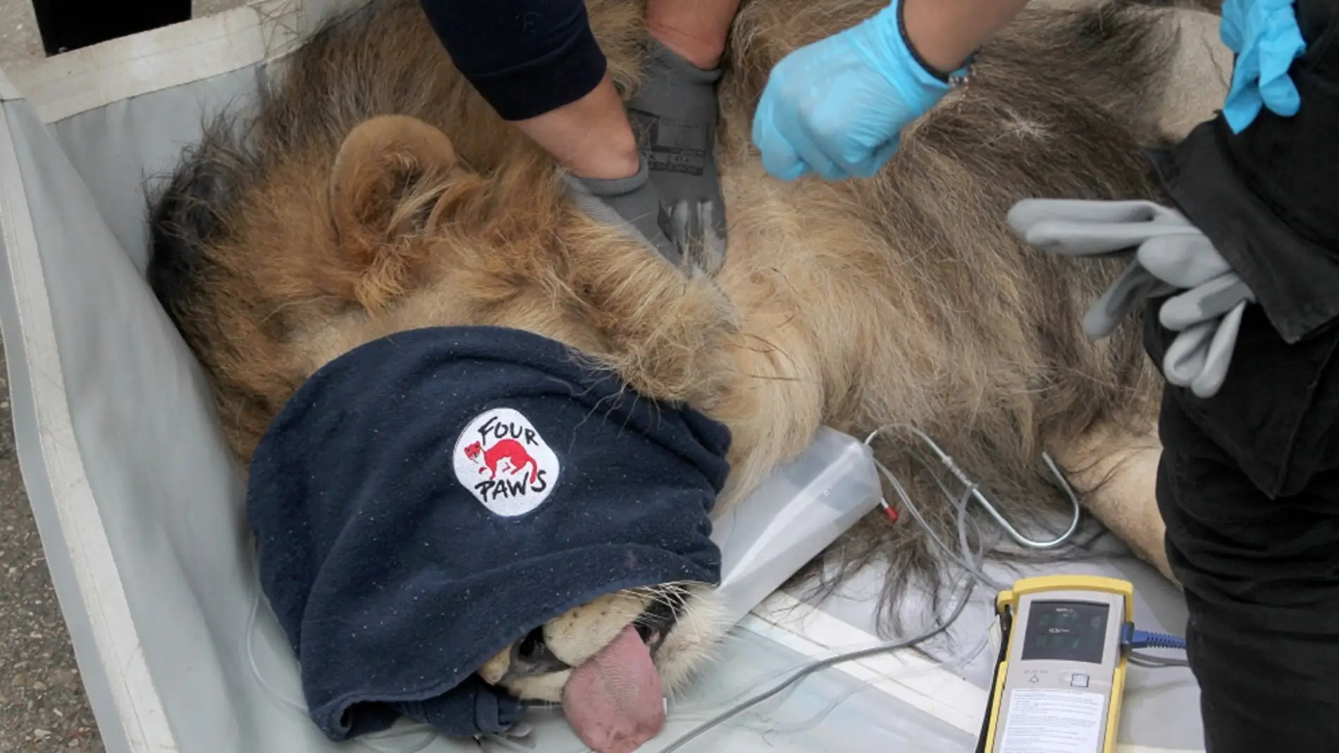Imagen del león rescatado de un zoológico de Albania