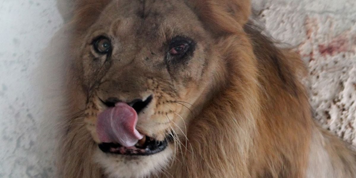 Imagen del león rescatado del zoo del Albania