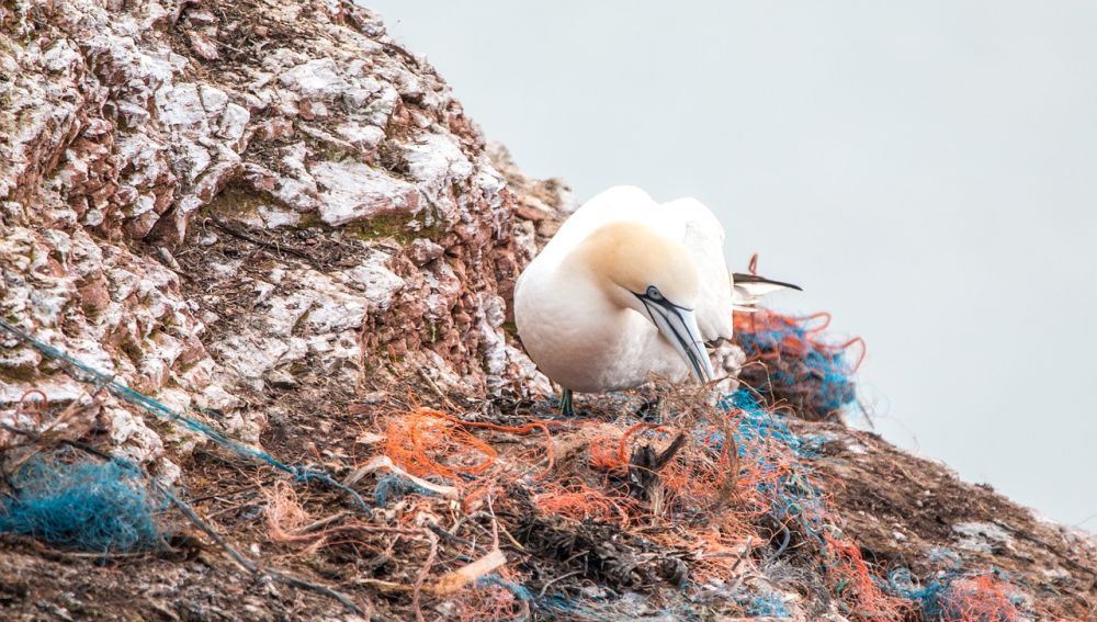 Un ave entre redes de plástico