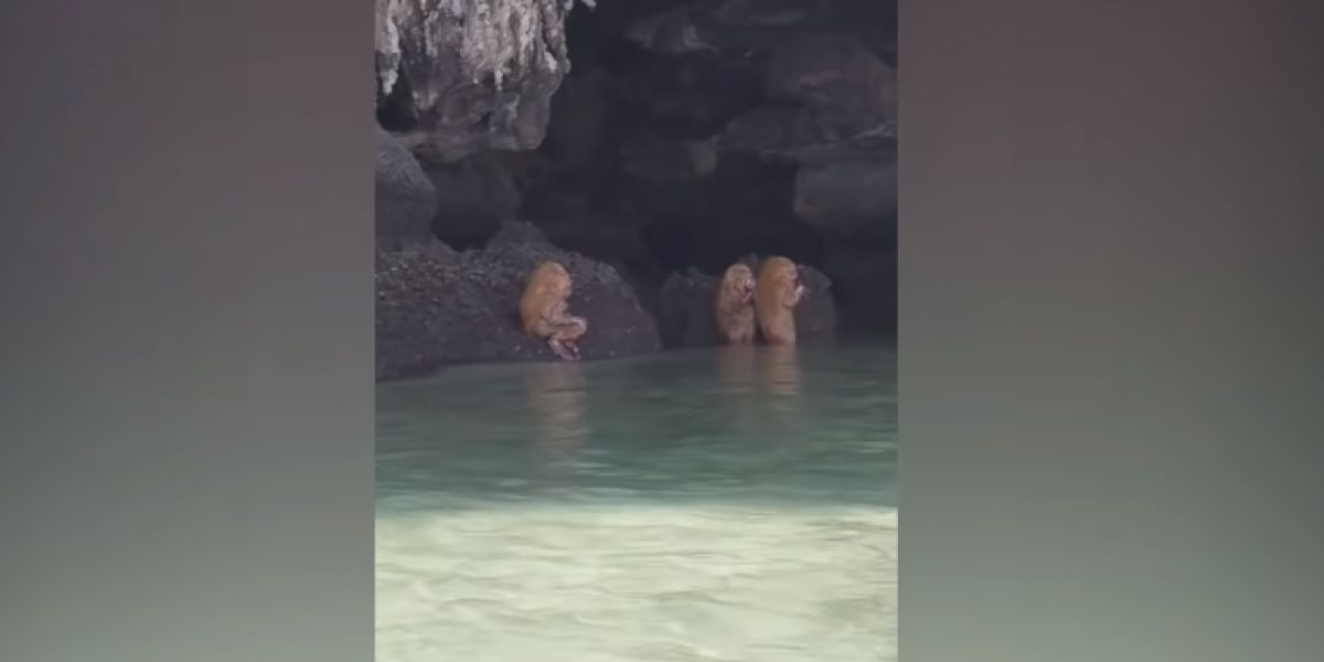 Unos turistas alucinan con unas extrañas criaturas haciendo un ritual en una playa de Tailandia
