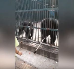 Un chimpancé le roba el palo-selfie a una niña Un chimpancé le roba el palo-selfie a una niña
