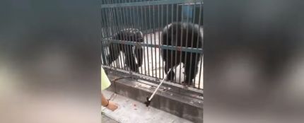 Un chimpancé le roba el palo-selfie a una niña