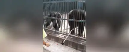 Un chimpancé le roba el palo-selfie a una niña Un chimpancé le roba el palo-selfie a una niña