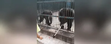 Un chimpancé le roba el palo-selfie a una niña Un chimpancé le roba el palo-selfie a una niña