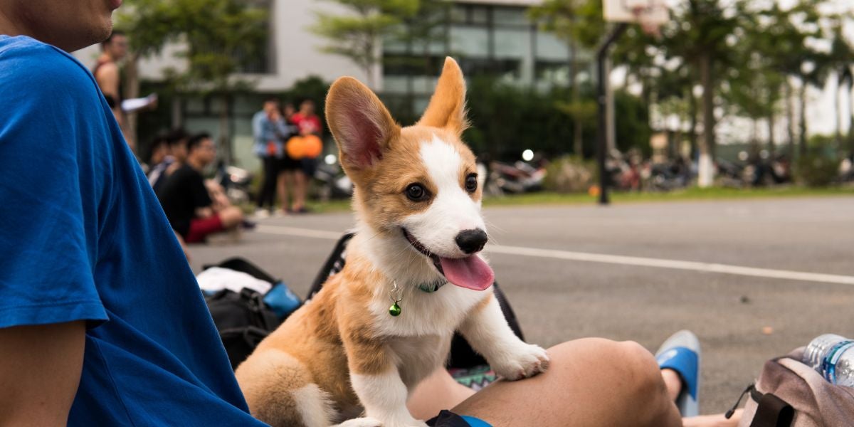 Paseo de perros
