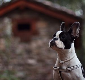 Un cachorro de Bulldog francés Un cachorro de Bulldog francés