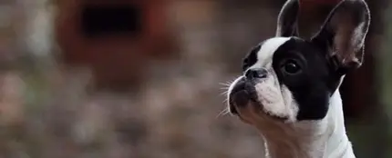 Un cachorro de Bulldog francés Un cachorro de Bulldog francés