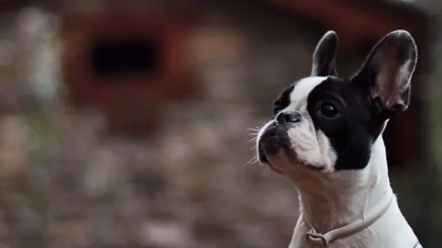 Un cachorro de Bulldog francés