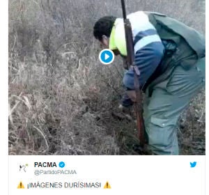Las duras imágenes de un hombre pateando hasta la muerte a un zorro Las duras imágenes de un hombre pateando hasta la muerte a un zorro