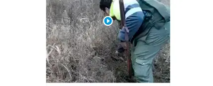 Las duras imágenes de un hombre pateando hasta la muerte a un zorro Las duras imágenes de un hombre pateando hasta la muerte a un zorro