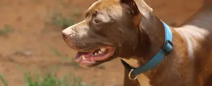 Perro peligroso Perro peligroso