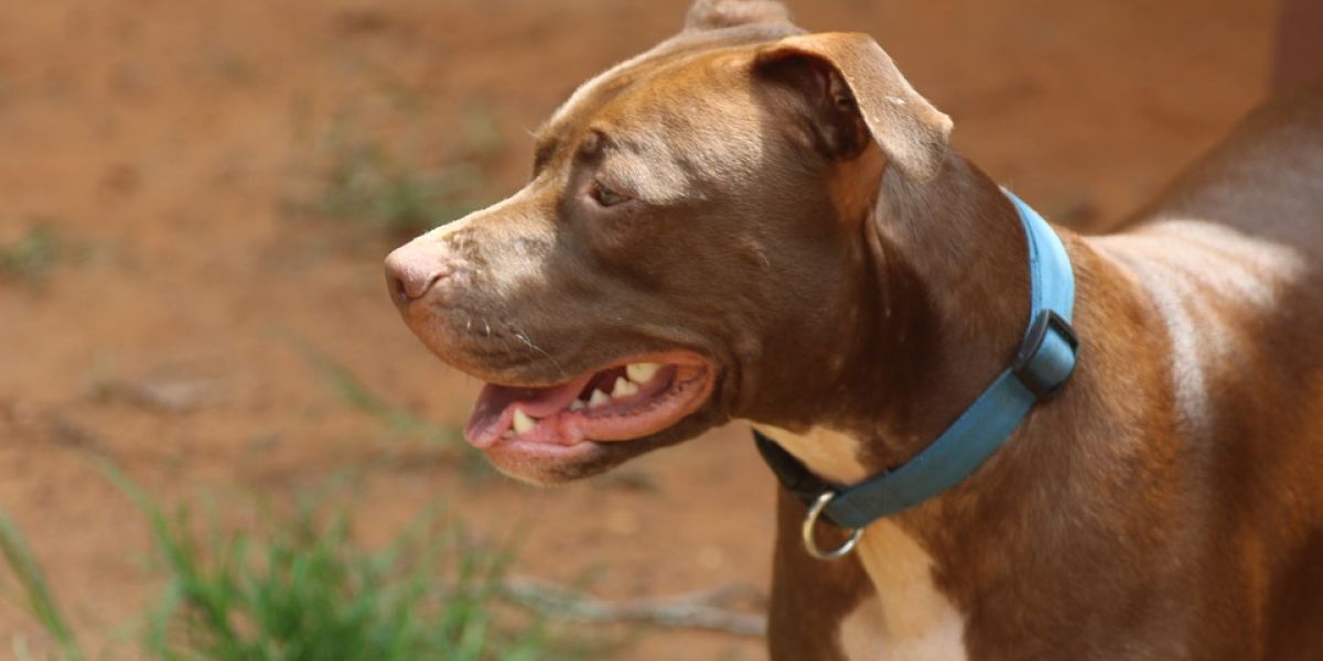 Perro peligroso