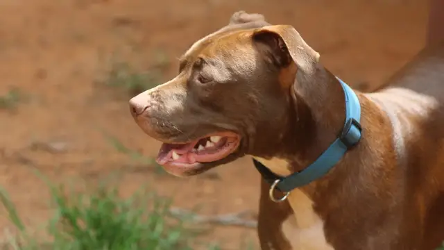 Perro peligroso