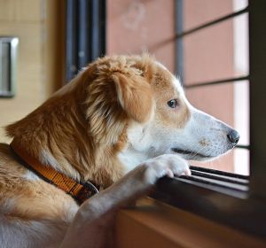 Un perro mira por la ventana Un perro mira por la ventana