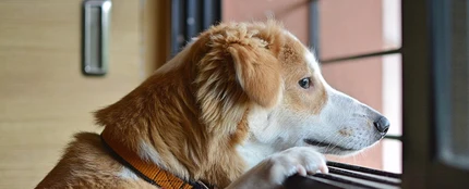 Un perro mira por la ventana Un perro mira por la ventana