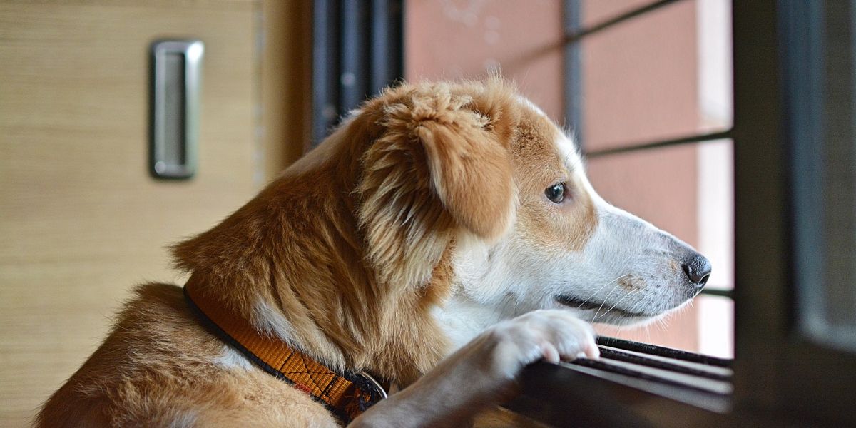 Un perro mira por la ventana