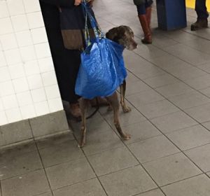 El metro de Nueva York prohíbe la entrada de perros sin transportín y los dueños reaccionan así El metro de Nueva York prohíbe la entrada de perros sin transportín y los dueños reaccionan así