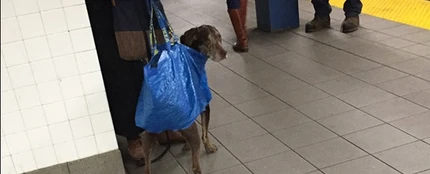 El metro de Nueva York prohíbe la entrada de perros sin transportín y los dueños reaccionan así El metro de Nueva York prohíbe la entrada de perros sin transportín y los dueños reaccionan así