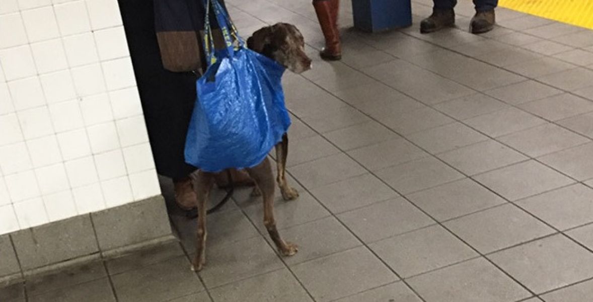 El metro de Nueva York prohíbe la entrada de perros sin transportín y los dueños reaccionan así