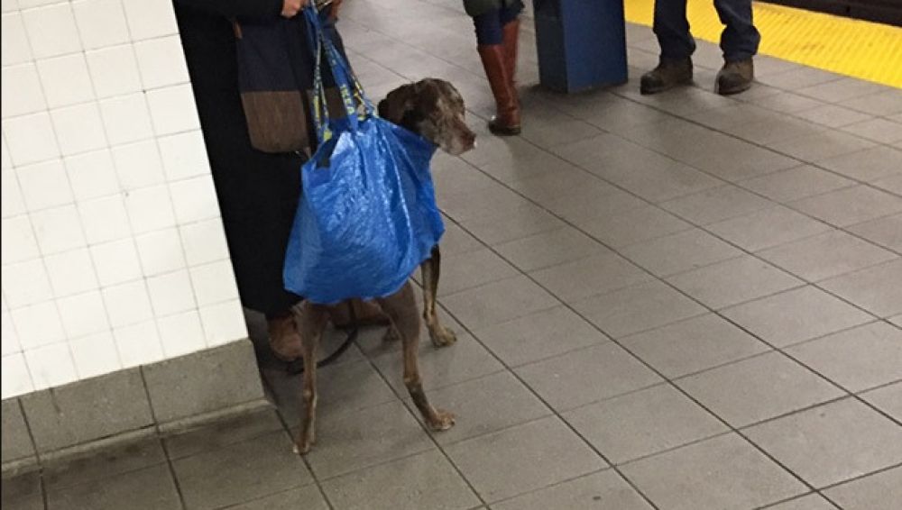 El metro de Nueva York prohíbe la entrada de perros sin transportín y los dueños reaccionan así 