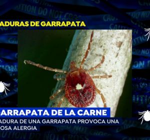 Garrapata Garrapata