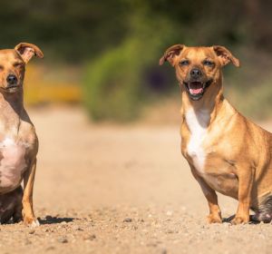dos perros mirando la cámara dos perros mirando la cámara