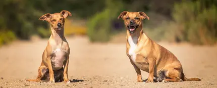 El Congreso aprueba la reforma penal de maltrato animal sin cambios del Senado al perder el Gobierno la votación El Congreso aprueba la reforma penal de maltrato animal sin cambios del Senado al perder el Gobierno la votación