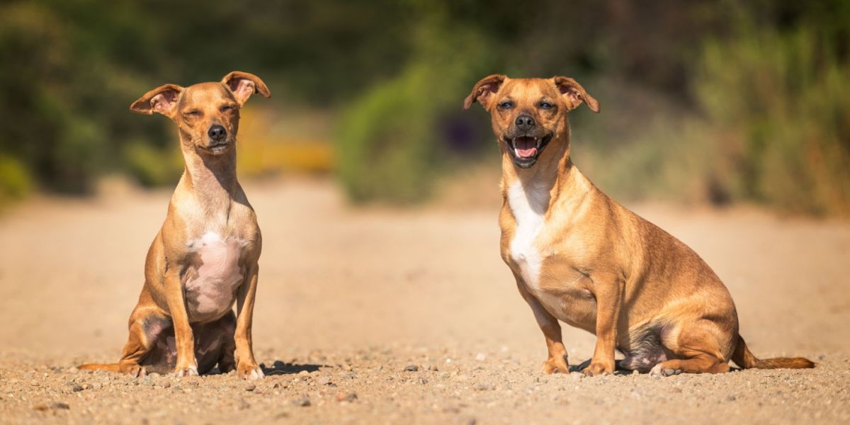 dos perros mirando la cámara