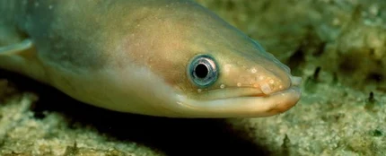 Anguila europea Anguila europea