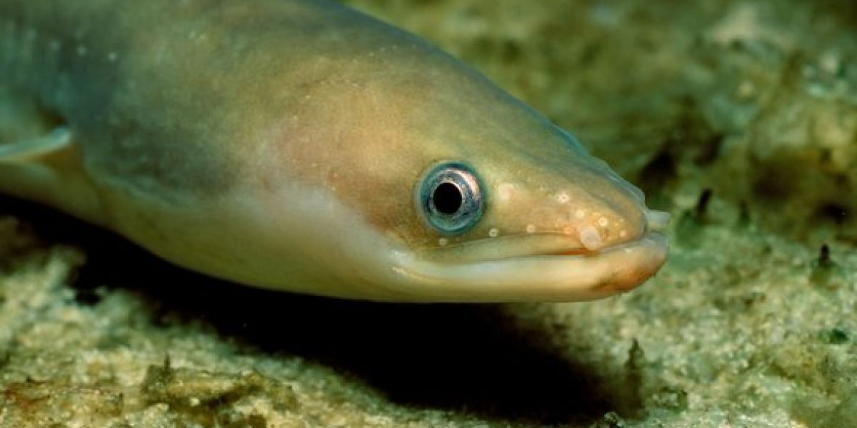 Anguila europea