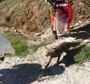 Unos motoristas se encuentran a un zorro atrapado en un cepo de cazadores y lo liberan Unos motoristas se encuentran a un zorro atrapado en un cepo de cazadores y lo liberan
