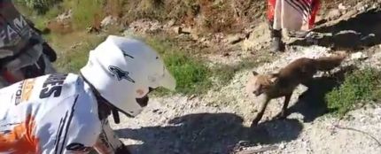 Unos motoristas se encuentran a un zorro atrapado en un cepo de cazadores y lo liberan