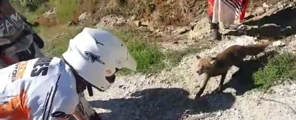 Unos motoristas se encuentran a un zorro atrapado en un cepo de cazadores y lo liberan Unos motoristas se encuentran a un zorro atrapado en un cepo de cazadores y lo liberan
