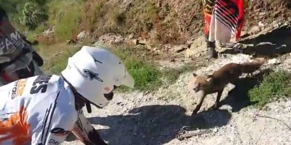 Unos motoristas se encuentran a un zorro atrapado en un cepo de cazadores y lo liberan