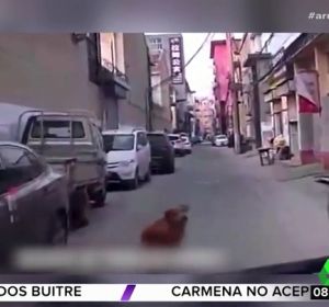 Un perro guía a una ambulancia hasta el lugar en el que está inconsciente su dueño Un perro guía a una ambulancia hasta el lugar en el que está inconsciente su dueño