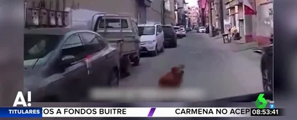 Un perro guía a una ambulancia hasta el lugar en el que está inconsciente su dueño Un perro guía a una ambulancia hasta el lugar en el que está inconsciente su dueño