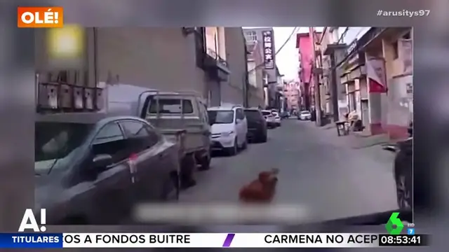 Un perro guía a una ambulancia hasta el lugar en el que está inconsciente su dueño